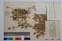 Aubrieta columnae Guss. ssp. pirinica Assenov []