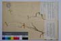 Brachypodium silvaticum (Huds.) P. B. var. balcanicum Kitan. []