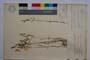 Bromus arvensis L. var. intermedius Koz., Kuzm. et Stoeva []