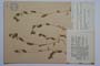 Bupleurum protractum Link. et Hoffm. var. turcicum Dav. []