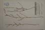 Bupleurum uechtritzianum Stoyanov []