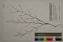 Bupleurum uechtritzianum Stoyanov []