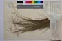 Carex laevis Kit. in Willd. f. capillata Acht. []