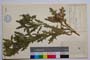 Cnicus bulgaricus Panov []