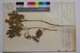Corydalis bulbosa (L.) DC. var. bicaulis Jord. & Koz. []