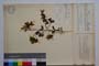 Corydalis slivenensis Vel. var. slivenensis f. macrantha Jord. & Koz. []