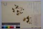 Corydalis solida Vel. ssp. solida f. nana Jord. & Koz. []
