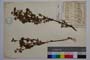 Cytisus dorycnioides Davidov []