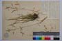 Deschampsia caespitosa (L.) P. B. var. setifolia G. W. Bisch. []