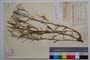Erysimum welcevii Urum. []