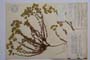 Euphorbia barrelieri Savi ssp. thessala (Form.) Bornm. var. frivaldskyi Kuzm. []