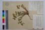 Euphorbia barrelieri Savi ssp. thessala (Form.) Bornm. var. frivaldskyi Kuzm. []