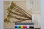 Euphorbia niciciana Borb. f. tracica Kuzm. []