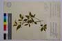 Euonymus verrucosus Scop.var. laevifolius Beck. f. angustifolius Gan. []