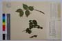 Euonymus verrucosus Scop. var. laevifolius Beck. f. cordatus Gan. []