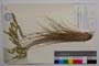 Festuca calcarea Velc. []
