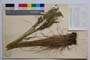 Festuca maleschevica Velc. & P. Vass. []
