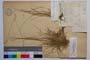 Festuca pirinensis Acht. []