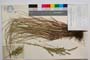 Festuca vandovii Velchev []