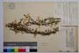 Galium flavescens Borb. var. brevifolium Anchev []
