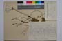 Hieracium brachiatum Bert. ssp. davidovii T. Georg. []