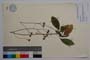Hieracium kittanae Vladimirov []