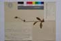 Hieracium leitneri Boiss. ssp. velenovskvanum zahn. var. sericatum T. Georg. []