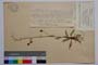 Hieracium stupeanum Grsb. ssp. davidoffianum T. Georg. []