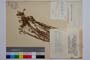 Hypericum aucheri Jaub. & Spach var. simplex Jord. & Koz. []