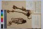 Hypericum barbatum Jacr. var. gracilis Jord. & Koz []