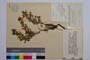 Hypericum cerastoides (Spach.) N. Robson var. simplex Jord. & Koz. f. repens Jord. & Koz []