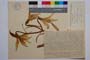Lilium rhodopaeum Delip. []