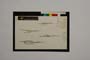 Ligia hymelaea Davis & Hedge []
