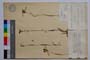 Luzula campestris (L.) Lam. et DC. ssp. alpestris (R. Bey.) Koz. var. erectiuscula Koz. []