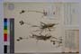 Luzula campestris (L.) Lam. et DC. ssp. campestris var. macrospica Koz. []