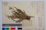Luzula pilosa (L.) Willd. var. brevicapsula Koz. []