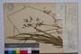 Luzula silvatica (Huds.) Gaud. f. altisima Koz. []