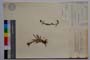 Luzula spadicea (All.) Lam. et DC. var. velenovsky Koz. f. pumilla Koz. []