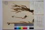 Luzula spadicea (All.) Lam. et DC. var. velenovsky Koz. []