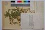 Medicago carstiensis Wulf. ssp. belasicae Koz. []