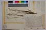Minuartia diljanae P. Panov []