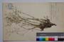 Minuartia hirsuta (Bieb.) Hand.-Maz. ssp. laxa Panov []