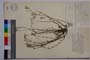 Minuartia mutabilis Schinz et Thell. ssp. balcanica P. Pan. var. glabra P. Pan. []