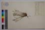 Minuartia strandjensis Panov []