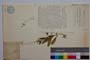 Myosotis margaritae Stepankova []