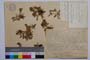 Oxytropis urumovii Jav. []