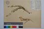 Polygala nicaensis []