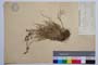 Poa pirinica Acht. & Stoj. []