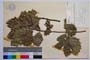 Quercus aegilops L. var. malero J. D. []