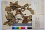 Quercus deleshampii Ten. f. breviloba Gan. & Bond. []